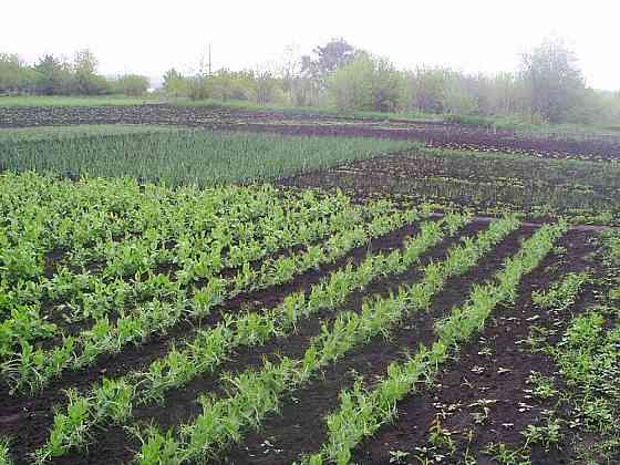 Сдам в аренду участок под огород. Ивано-Франковск