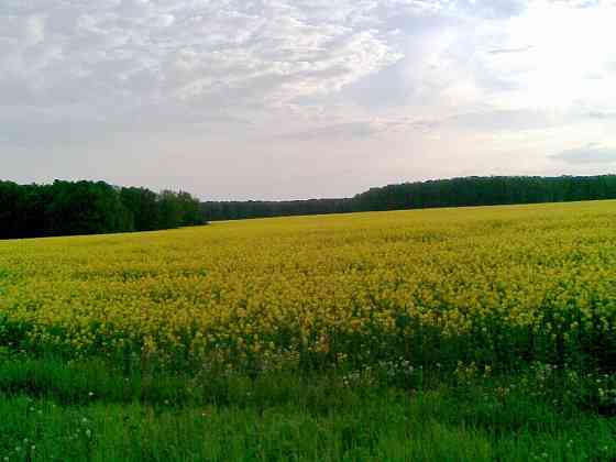 Продам сельхоз землю Авдеевка