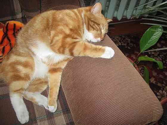 Продам кота Днепр