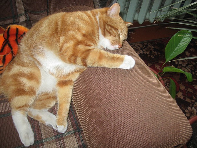 Продам кота Днепр - изображение 1