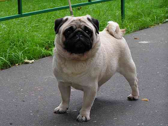 Щенок породы Мопс Винница