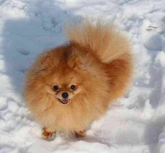 Очаровательная девочка померанского шпица Днепр