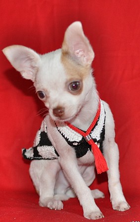 Элитные щенки чихуахуа миники Киев - изображение 1