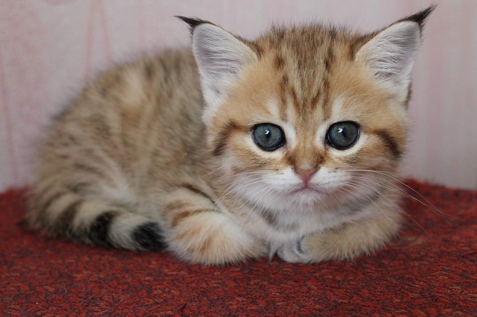 Продам контёнка Ивано-Франковск - изображение 1