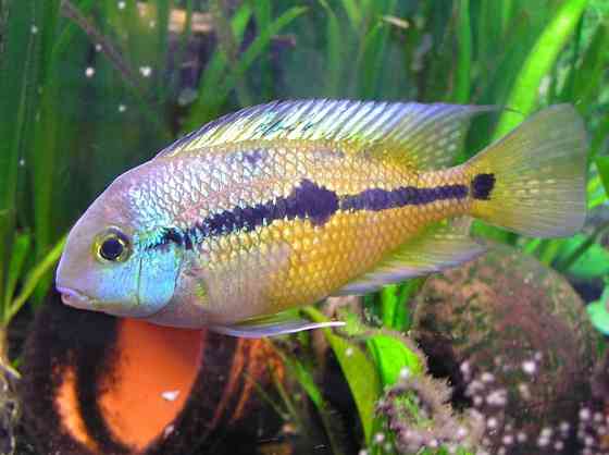 Никарагуанская цихлазома Луцк