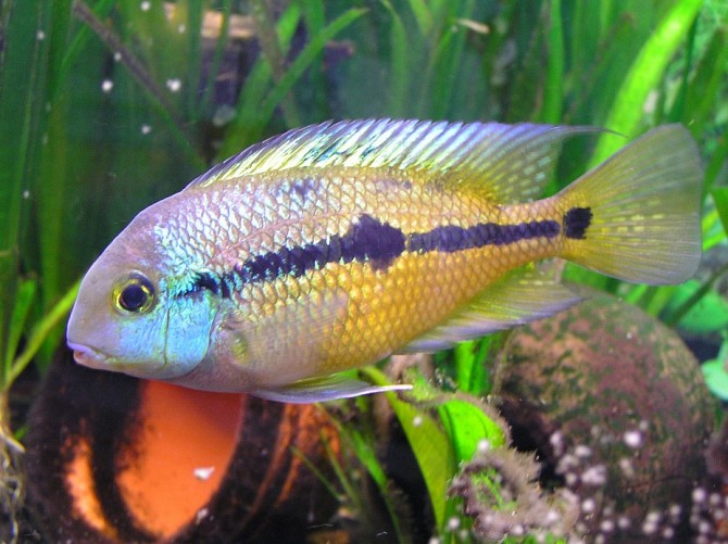 Никарагуанская цихлазома Луцк - изображение 1