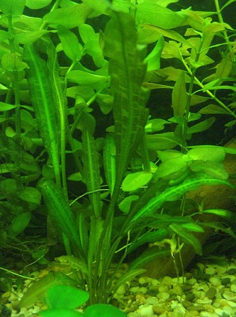 Апоногетон живородящий Одесса - изображение 1