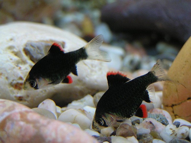 Барбусы мутант Полтава - изображение 1