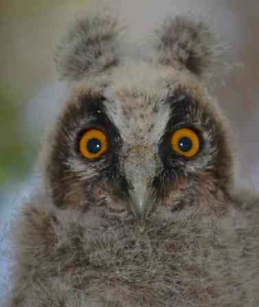 Продам ручную домашнюю Ушастую сову - совята Винница