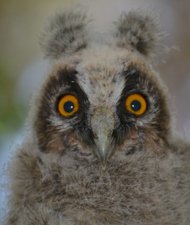 Продам ручную домашнюю Ушастую сову - совята Винница - изображение 1