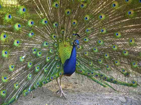 Продам павлинов Житомир