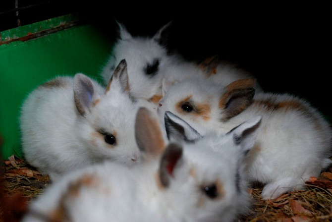 Малыши крольчата Запорожье - изображение 1