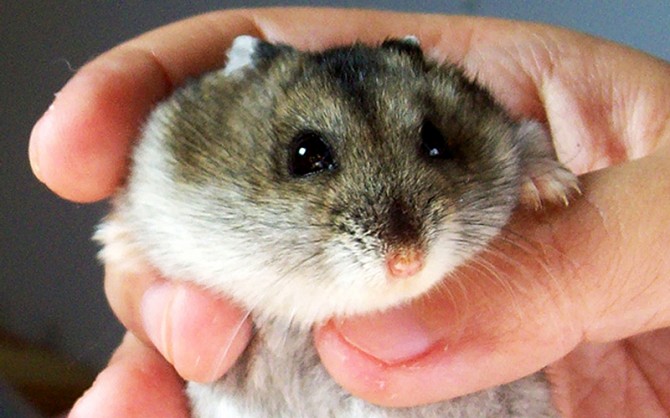 Джунгарские хомячки Луганск - изображение 1