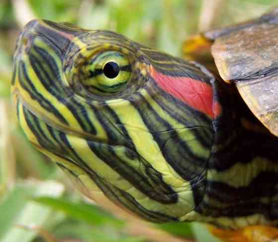 Продам красноухую черепаху Киев