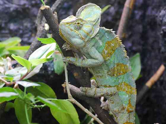 Йеменский хамелеон Ровно