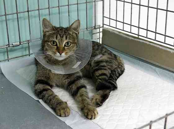 Лечение домашних любимцев Ровно