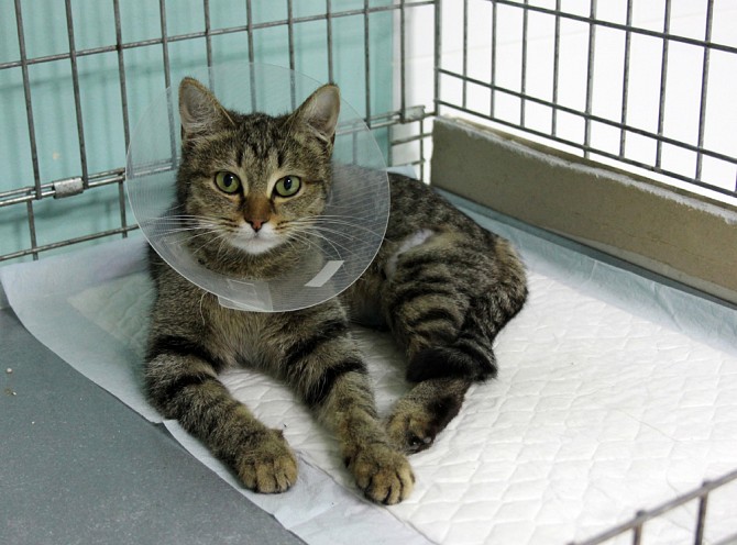 Лечение домашних любимцев Ровно - изображение 1