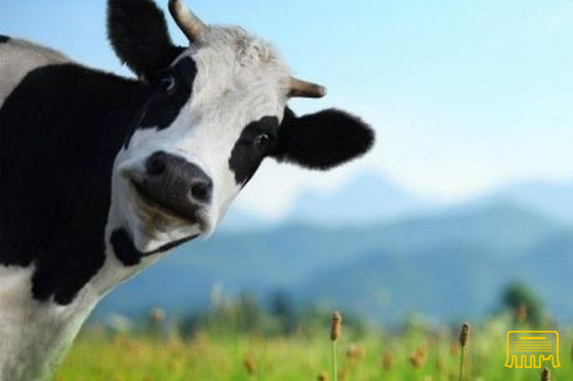 Продам корову Запорожье - изображение 1