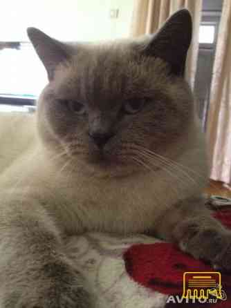 Продам кота Киев