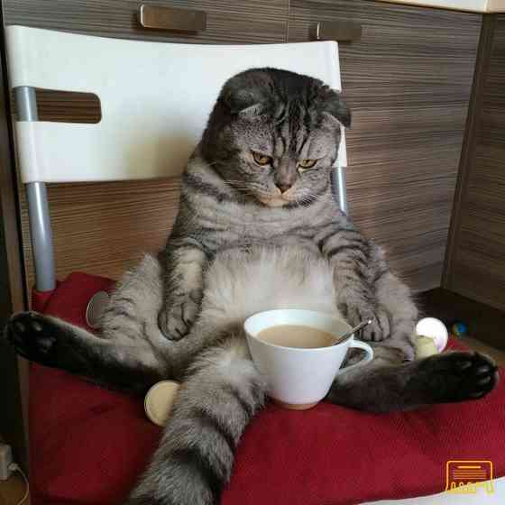 Отдам кошку Киев